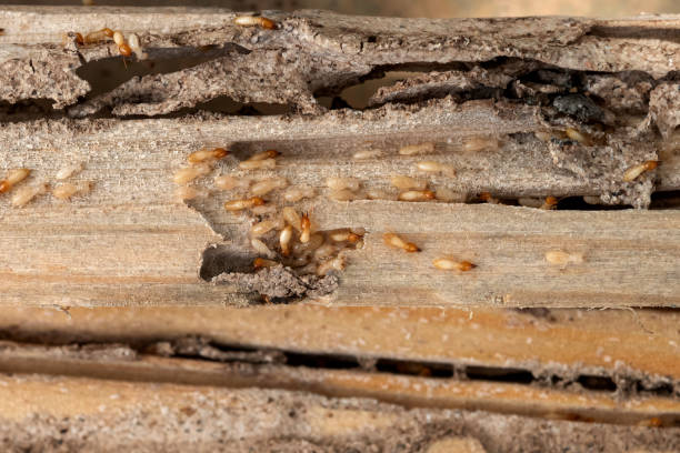 Best Pest Control Near Me  in Glendale, CA