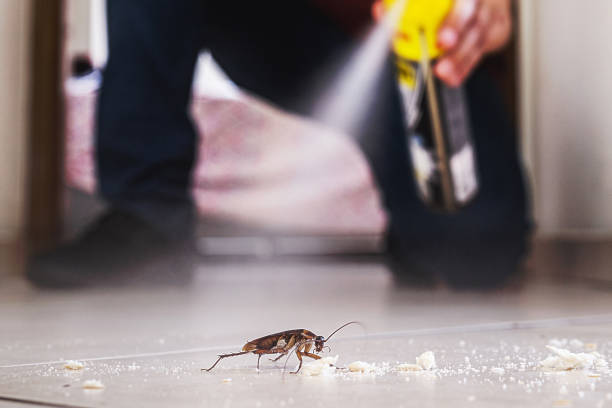 Best Pest Control Near Me in Glendale, CA